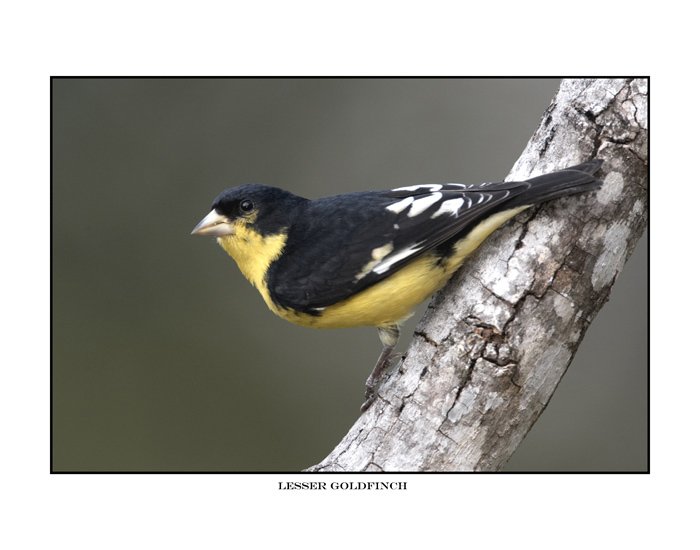 0354 lesser goldfinch.jpg
